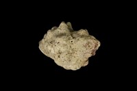 藏品(角岩螺)的圖片